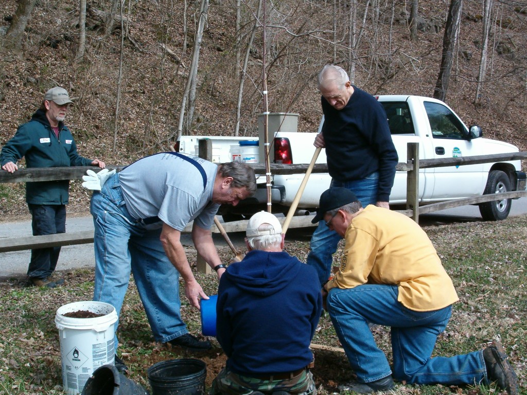 Tree Planting 3